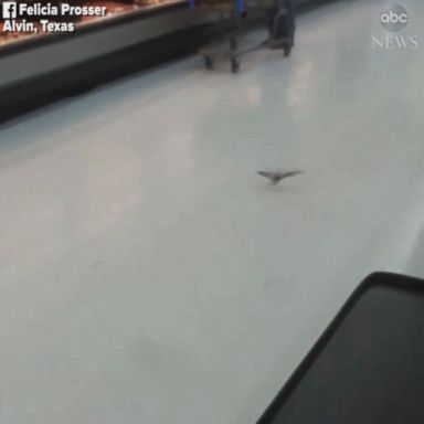 VIDEO: Welcome to Walmart: Bats invade Texas store