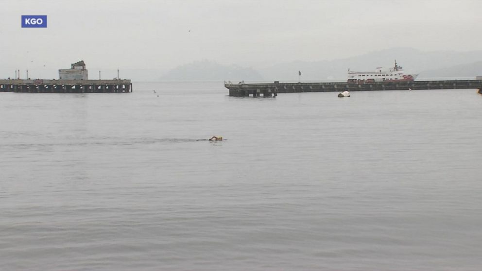 Sea lions are attacking swimmers in the San Francisco Bay