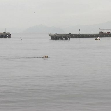 VIDEO: A woman is recovering from injuries after she was bitten by a sea lion while swimming in San Francisco's Aquatic Park on Thursday, the fourth attack by a sea lion in the same area in less than a month, officials said.