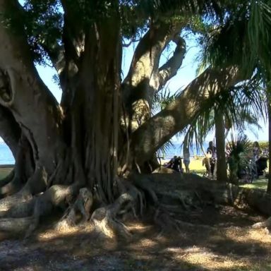 VIDEO: Karen Cooper, 60, wed the tree during a community event on March 24 at the Snell Family Park as part of a neighborhood effort to save the tree from being cut down.