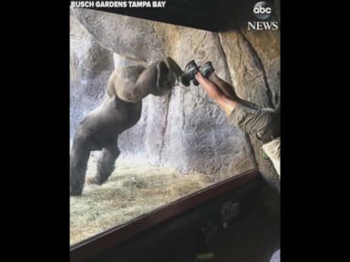 WATCH: Gorilla see, gorilla do: Great ape learns new tricks