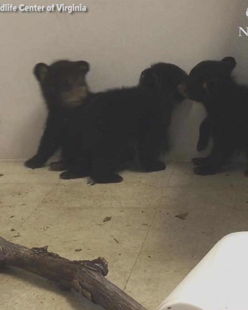 2 rescued cubs stranded after mother bear was killed are gaining weight,  recovering