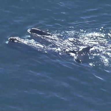 The Marshfield Police Department's harbormaster patrolled the waters to make sure no other boats came close to the whales, The Patriot Ledger reported.