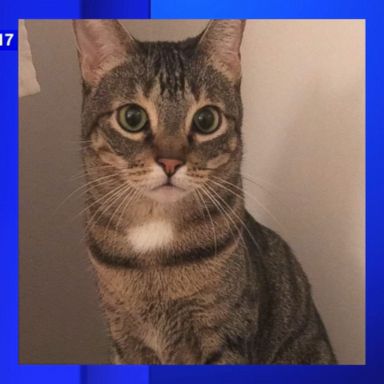 VIDEO: The Port Authority of New York and New Jersey announced that the cat loosed upon John F. Kennedy International Airport last weekend has been caught and will be reunited with her owner.