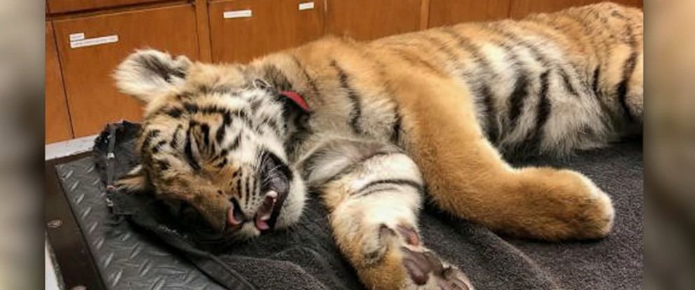 PHOTOS: Texas has 2 newborn tiger cubs