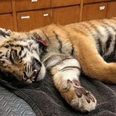 VIDEO: A tiger is recovering at a Texas zoo after three people allegedly attempted to smuggle the cub, stuffed in a gym bag, across the U.S.-Mexico border.