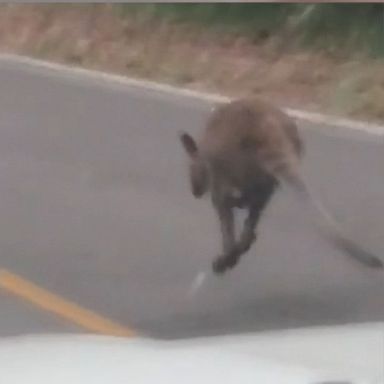 VIDEO: Kim Zapata decided to capture video proof of the active marsupial.