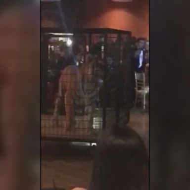 VIDEO: Uproar over caged tiger at prom dance