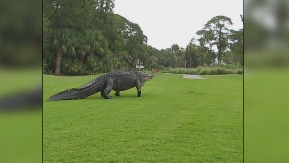 Massive Alligator Strolls Golf Course Video Abc News 2904