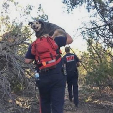 VIDEO: A firefighter in New Mexico used his personal drone to help rescue the stranded hikers and their injured dog.