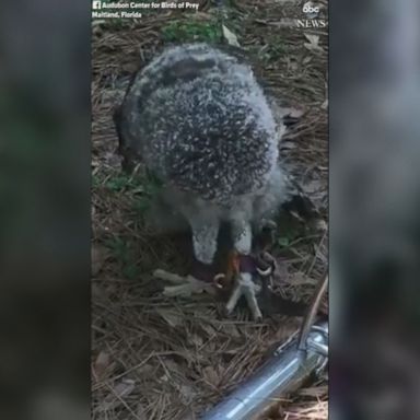 VIDEO: Rescued with a fractured femur, the injured bird convalesces with curiosity.