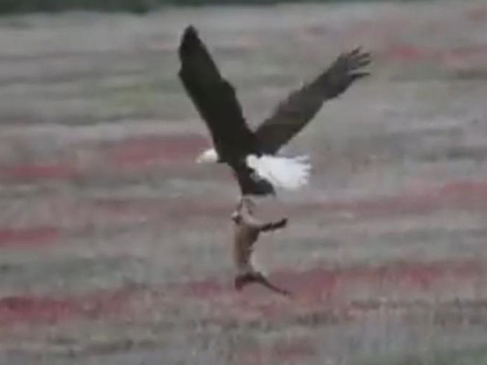 Eagles captures a Fox, Amazing Raptors and Eagle Attacks