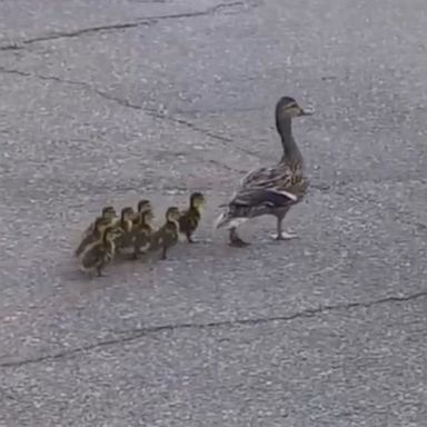 VIDEO: Woman rescues trapped ducklings from storm drain Shara Fenell helped free the ducklings from a storm drain in Memphis, Tennessee.