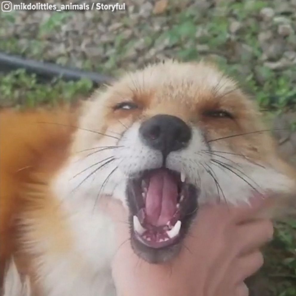 Video Human affection leaves rescued fox squealing - ABC News