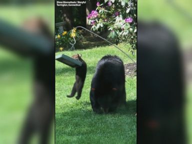 WATCH: Adorable bear cub just hanging out in backyard
