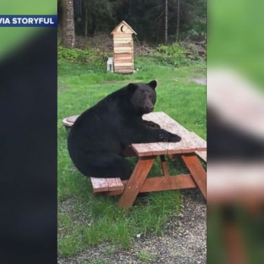 VIDEO: The bear wandered into Carole Bullman's Alaska yard and took a seat at her picnic table.