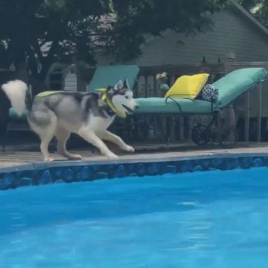 VIDEO: Cash barked at the inflatable unicorn and fled when it got near.