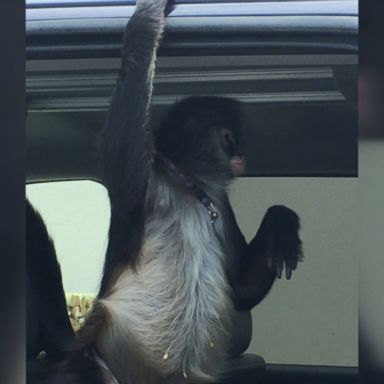 A pet monkey went on a rampage at a Home Depot, viciously attacking a worker.