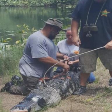 A 12-foot alligator was removed from the lake by a trapper contracted by the FWC. A necropsy on the reptile indicates that it had bitten the woman, officials said.