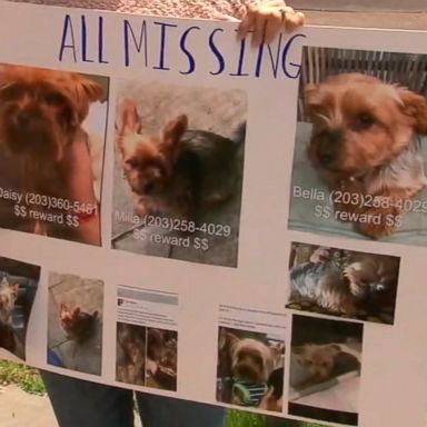 City officials believe an illegal breeder is stealing female dogs.