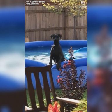 VIDEO: Dog looks guilty after getting caught in swimming pool