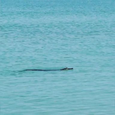 Video shows the alligator going to a swim in the ocean near Bonita Springs.