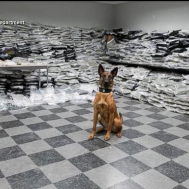 VIDEO: A police dog helped officers recover more than 1,500 pounds of narcotics.