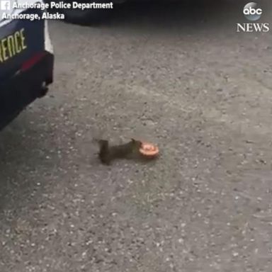 VIDEO: Squirrel steals police officer's doughnut