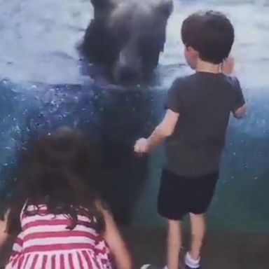 VIDEO: Bouncing bear has fun with kids at St. Louis Zoo