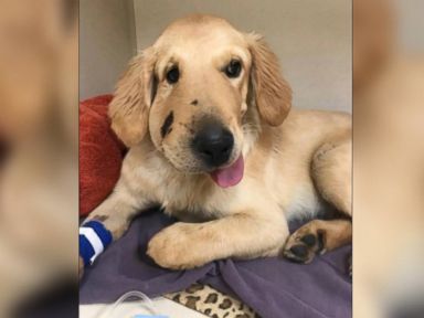 Hero Puppy Recovering From Snake Bite After Coming Between Rattler And Dog Owner Abc News