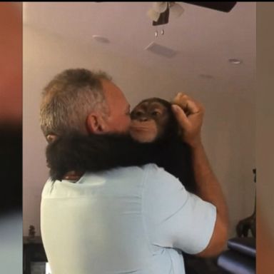 VIDEO: A rescued chimp named Limbani was reunited with the humans who cared for him during the first months of his life.