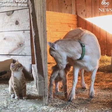 VIDEO: Newborn goat makes friends with farm cats