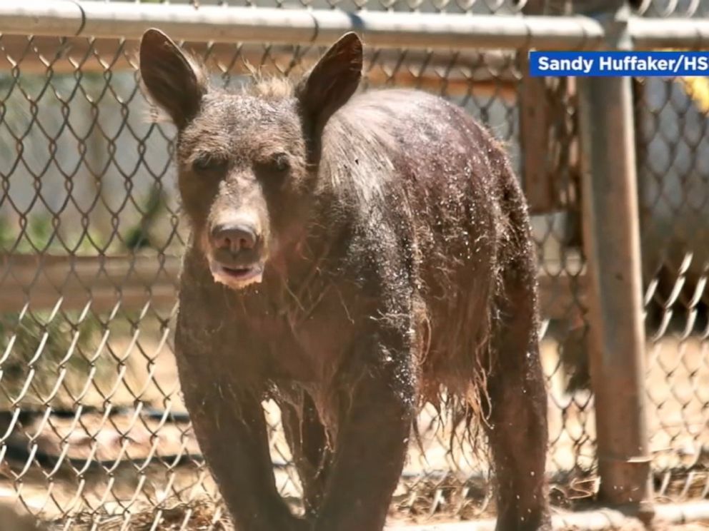Bear found with no fur makes remarkable recovery - ABC News