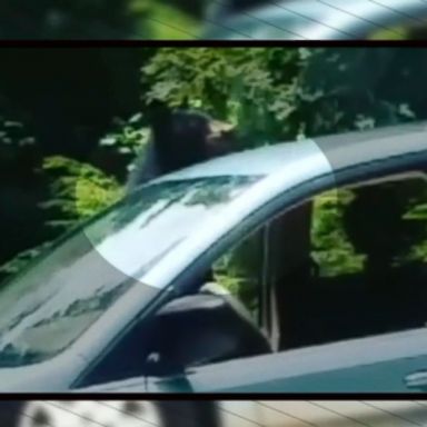 The bear climbed through the minivan's open windows, according to ABC affiliate WSB-TV.