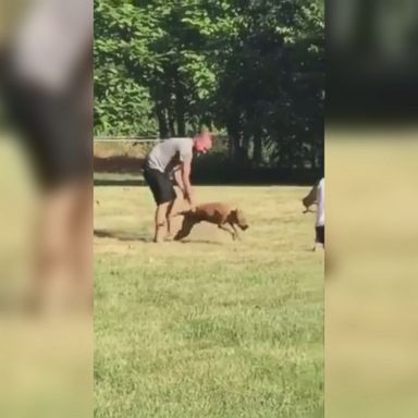 VIDEO: Tim Withner's Rhodesian ridgeback named Wrigley had been missing since his car was stolen at an Indianapolis gas station.