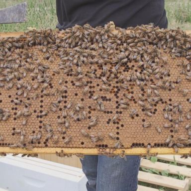 Workers are in the process of installing six hives at the Dearborn campus in Michigan.