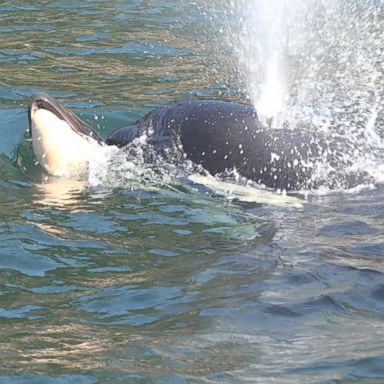 A female killer whale who was seen pushing the corpse of its short-lived offspring off the west coast of Canada is a sign of things to come.