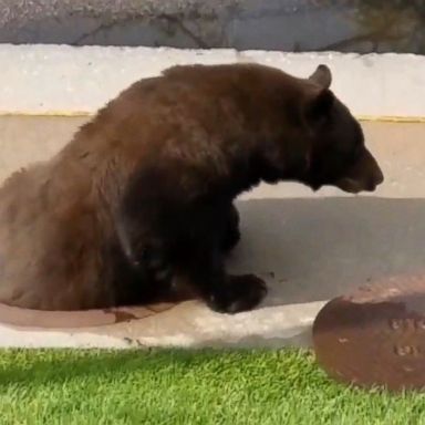 VIDEO: Mountain lions appeared outside a man's home in Denver while a bear appeared in a manhole in Colorado Springs.