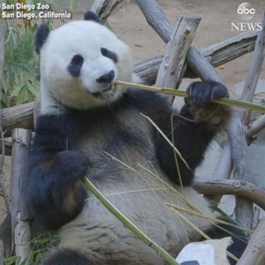 VIDEO: Panda celebrates birthday with bamboo bread cupcakes