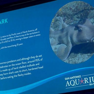 VIDEO: Stolen shark returned to aquarium