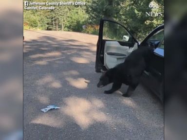 WATCH: Police free bear that broke into car