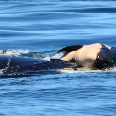 The orca whale first made waves recently for carrying her dead calf for days.