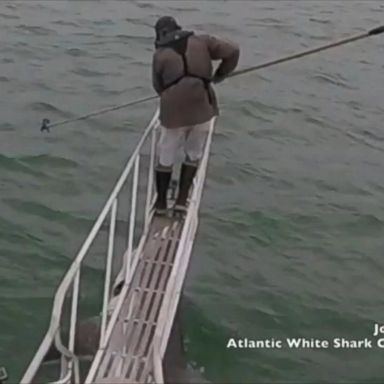 It is unclear if the two are separate white sharks, or the same white shark.