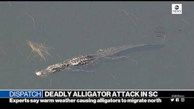 alligator attack florida woman fought survive life carolina south her deadly