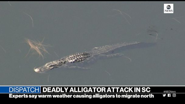 Video Deadly Alligator Attack In South Carolina Abc News