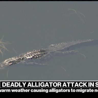 alligator attack survive fought florida woman life her august