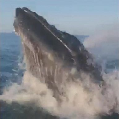 The whale came very close to a fishing boat off the coast of Hampton Beach, New Hampshire.