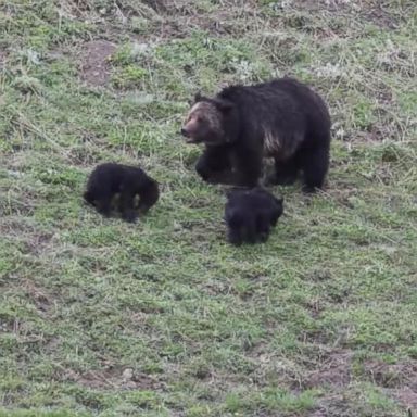 The family had been hiking near the Old Faithful geyser when the grizzly bear knocked the boy down and bit him in the back.