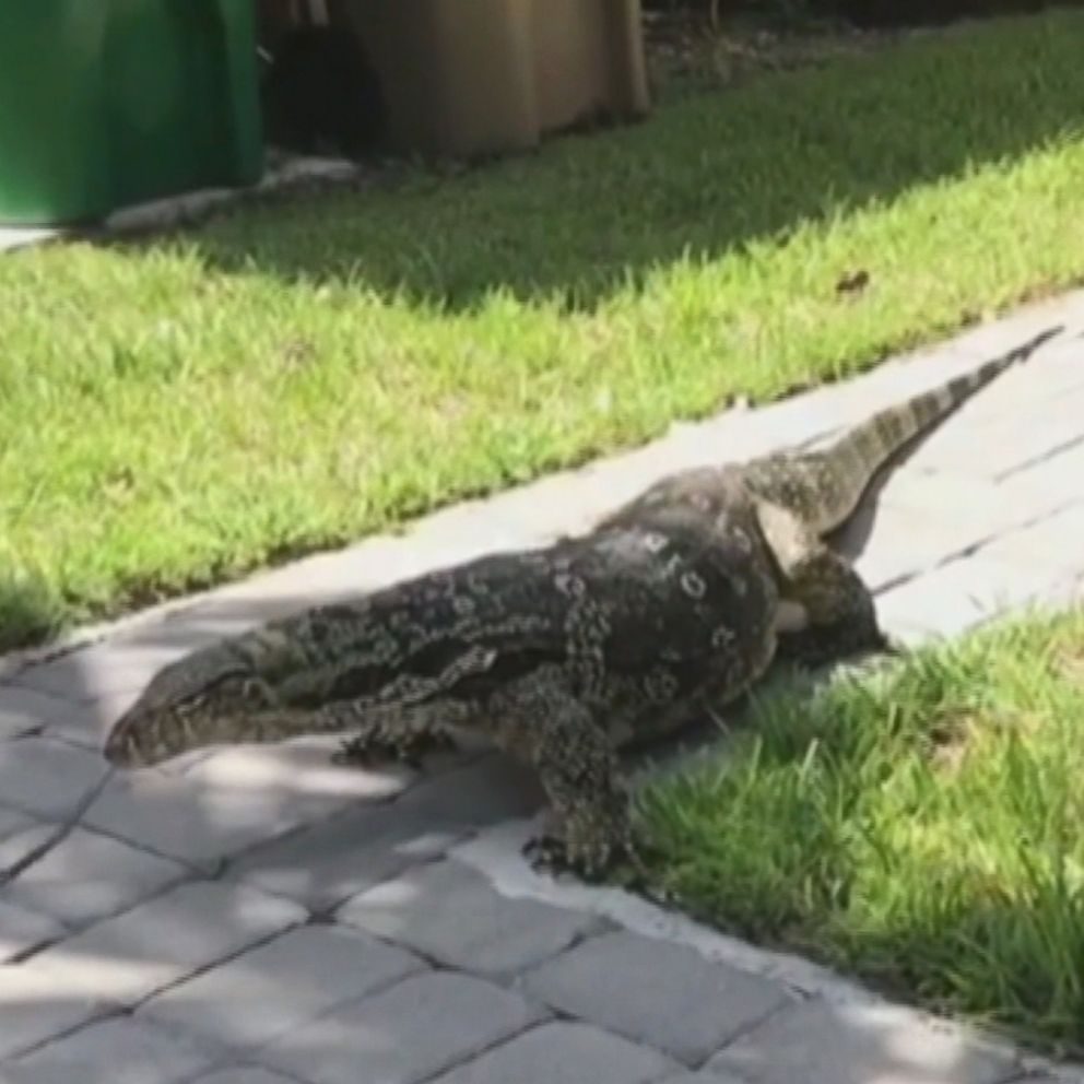 Monster' lizard is menacing a family in their backyard. Even