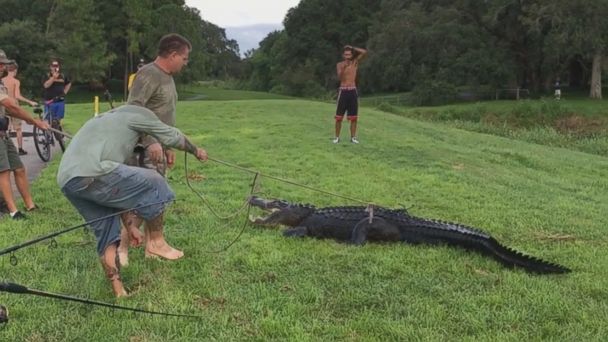 Video 11-foot gator captured after biting man - ABC News